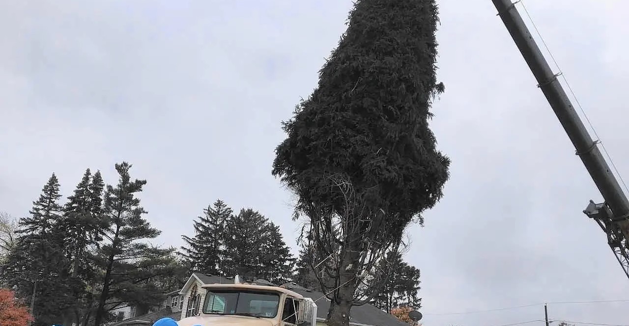 Photo of the large spruce Christmas tree taken from Grayslake, IL